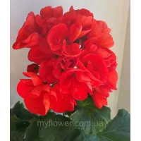 Пеларгонія Ainsdale Duke