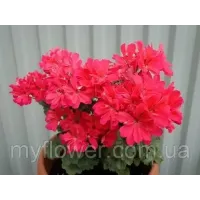 Пеларгония Brookside Flamenco