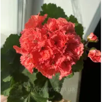 Пеларгонія Fluffy