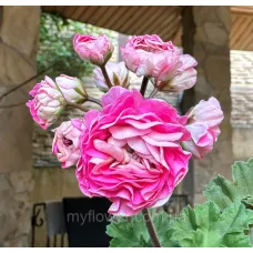 Пеларгонія Іріол Судариня Зоя
