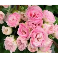 Пеларгония Kvarnlyckans Anna-Jeanette