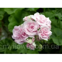 Пеларгония Millfield Rose Ivy-гибрид