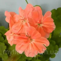 Пеларгония Minah's Cascade