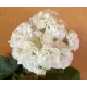 Пеларгонія ОЧ-Madpearl White