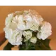 Пеларгонія ОЧ-Madpearl White