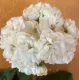 Пеларгонія ОЧ-Madpearl White
