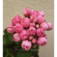 Пеларгонія Pink Pandora