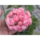 Розебудна пеларгонія Swanland Pink - Australien Pink Rosebud