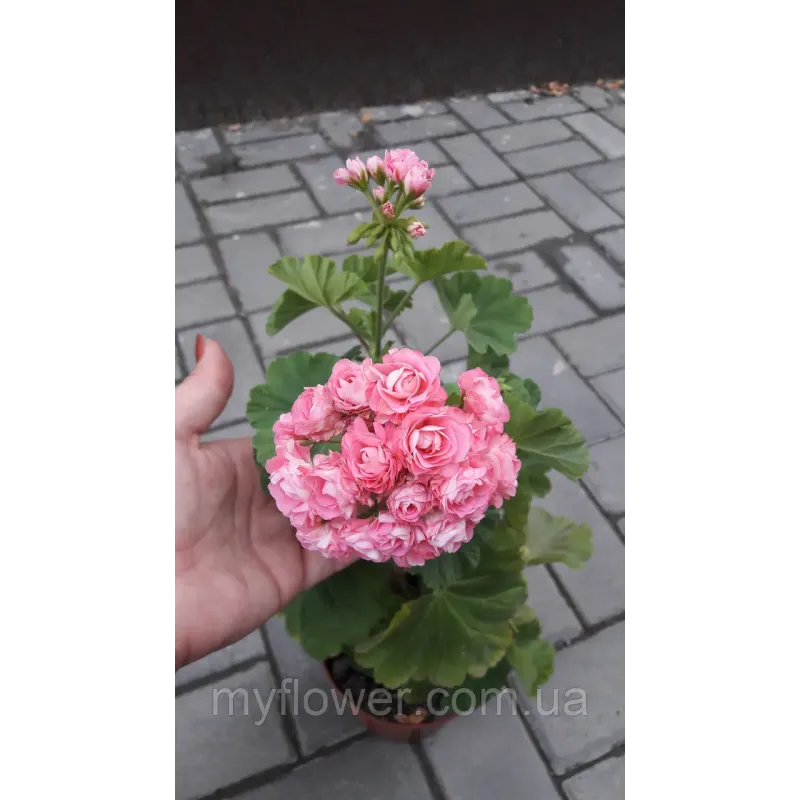 Розебудна пеларгонія Swanland Pink - Australien Pink Rosebud