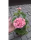 Розебудна пеларгонія Swanland Pink - Australien Pink Rosebud