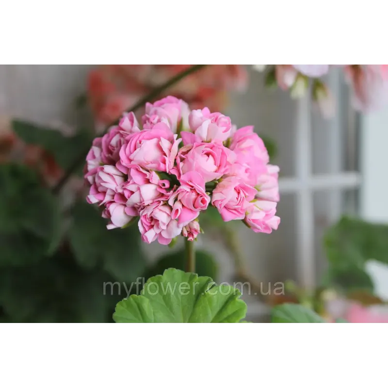 Розебудна пеларгонія Swanland Pink - Australien Pink Rosebud
