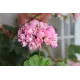 Розебудна пеларгонія Swanland Pink - Australien Pink Rosebud