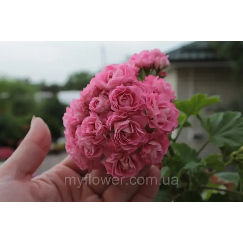 Розебудна пеларгонія Swanland Pink - Australien Pink Rosebud