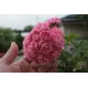Розебудна пеларгонія Swanland Pink - Australien Pink Rosebud