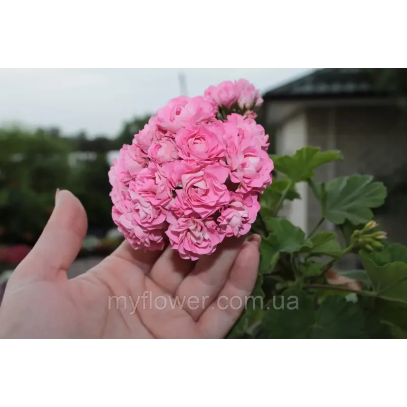 Розебудна пеларгонія Swanland Pink - Australien Pink Rosebud