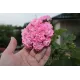 Розебудна пеларгонія Swanland Pink - Australien Pink Rosebud