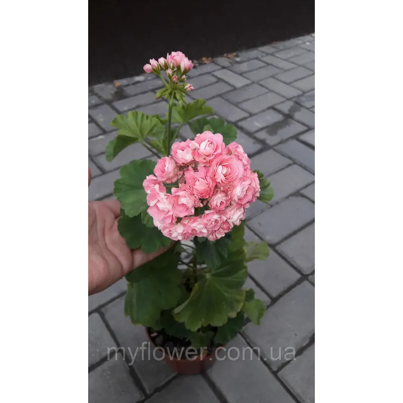 Розебудна пеларгонія Swanland Pink - Australien Pink Rosebud