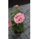 Розебудна пеларгонія Swanland Pink - Australien Pink Rosebud