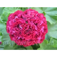 Розебудна пеларгонія Ungarisk Appleblossom Rosebude